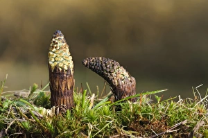 Pteridophytes Prints: Field Horsetail (Equisetum arvense) two fresh shoots