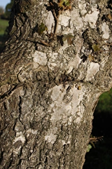 Field Maple (Acer campestre) close-up of bark, Thornham Magna, Suffolk, England, october
