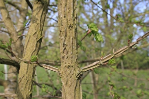 Twig Prints: Field Maple (Acer campestre) close-up of corky twigs
