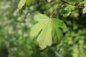 Field Maple (Acer campestre) close-up of leaf, growing in hedgerow, Mendlesham, Suffolk, England, April