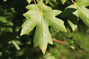 Field Maple (Acer campestre) close-up of leaf, growing in woodland, Vicarage Plantation, Mendlesham, Suffolk, England