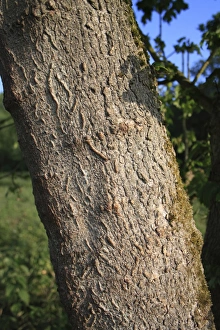 Field Maple (Acer campestre) close-up of trunk, growing in fen, Little Ouse Headwaters Project, Bleyswycks Bank
