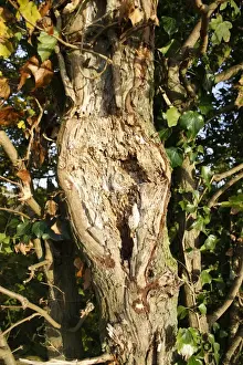 Damaging Prints: Field Maple (Acer campestre) close-up of trunk with flail damage