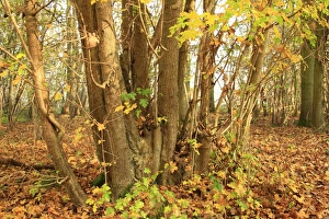 Field Maple (Acer campestre) coppiced trunk, growing in ancient woodland, Wolves Wood RSPB Reserve, Hadleigh, Suffolk