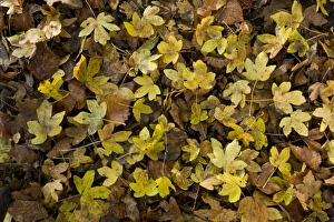 Field Maple (Acer campestre) fallen leaves, in deciduous woodland, Ranscombe Farm Plantlife Reserve, Kent, England