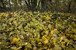 Field Maple (Acer campestre) fallen leaves in deciduous woodland, Ranscombe Farm Plantlife Reserve, Kent, England