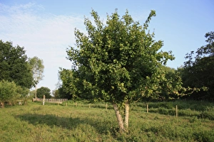 Maples Prints: Field Maple (Acer campestre) habit