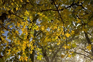Colors Prints: Field Maple (Acer campestre) leaves in autumn colour