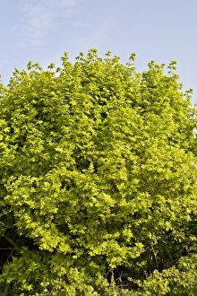 Field Maple (Acer campestre) spring foliage, growing in hedgerow, Dorset. England, april