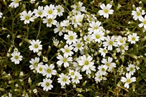 Chickweed Prints: Field Mouse-ear (Cerastium arvense) flowering, Breckland, Norfolk, England, may