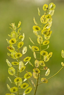 Rumania Prints: Field Pennycress (Thlaspi arvense) in fruit, Romania, June