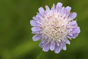 Dipsacaceae Prints: Field Scabious (Knautia arvensis) close-up of flowerhead