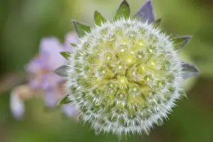 Field Scabious (Knautia arvensis) close-up of seedhead, Berwickshire, Scottish Borders, Scotland, August