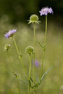 Field Scabious (Knautia arvensis) flowering, growing in grassland, Slovenia, june