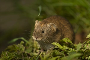 Field Vole (Microtus agrestis) adult, standing amongst vegetation, Cornwall, England, may