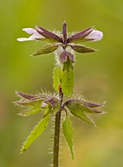 Labiatae Prints: Field Woundwort (Stachys arvensis) flowering
