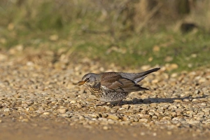Track Prints: Fieldfare (Turdus pilaris) adult