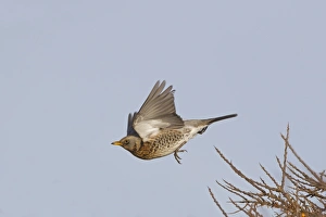 Thrush Prints: Fieldfare (Turdus pilaris) adult