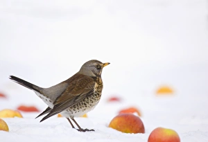 UK Garden Bird Prints: Fieldfare (Turdus pilaris) adult