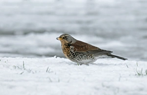 Thrush Prints: Fieldfare (Turdus pilaris) adult, foraging in snow, England, december