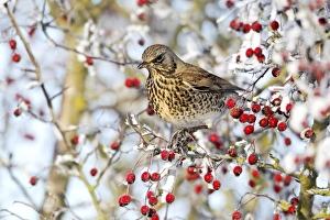 Fieldfare (Turdus pilaris) adult, feeding on hawthorn berries in frost, Midlands, England, december