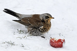 Fieldfare (Turdus pilaris) adult, feeding on apple in snow, West Midlands, England, december