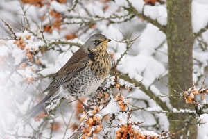 Fieldfare (Turdus pilaris) adult, feeding on Sea Buckthorn (Hippophae rhamnoides) berries in snow, Yorkshire, England, january