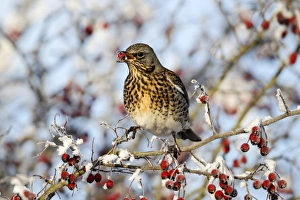 Fieldfare (Turdus pilaris) adult, feeding on hawthorn berries in frost, Midlands, England, december