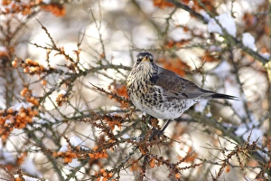 Fieldfare (Turdus pilaris) adult, feeding on Sea Buckthorn (Hippophae rhamnoides) berries, Yorkshire, England, january