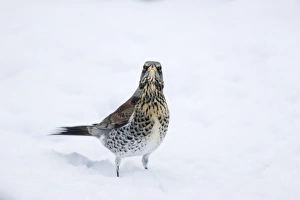 Thrush Prints: Fieldfare (Turdus pilaris) adult, standing in snow, Essex, England, january