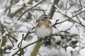 Fieldfare (Turdus pilaris) adult, perched on twig in snow, Norfolk, England, February