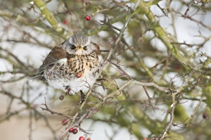 Fieldfare (Turdus pilaris) adult, with feathers fluffed up, perched on hawthorn twig with berries, Isle of Sheppey