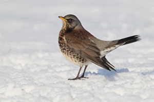 Fieldfare (Turdus pilaris) adult, holding territory, standing on snow, Hadleigh, Suffolk, England, February