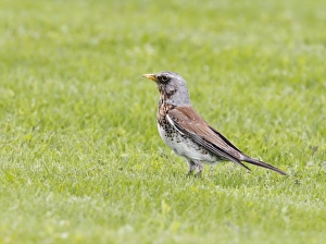Thrush Prints: Fieldfare (Turdus pilaris) adult, standing on grass, Sweden, May