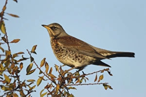Thrush Prints: Fieldfare (Turdus pilaris) adult, perched on twigs, Warwickshire, England, November