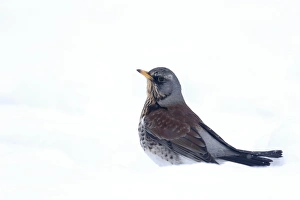 Fieldfare (Turdus pilaris) adult, standing in snow, Warwickshire, England, January