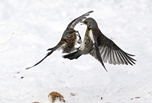 Thrush Prints: Fieldfare (Turdus pilaris) two adults