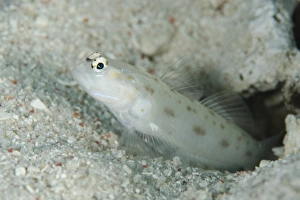 Sandy Prints: Fierce Shrimpgoby (Ctenogobiops feroculus) adult, at burrow entrance, Tatawa Besar Island