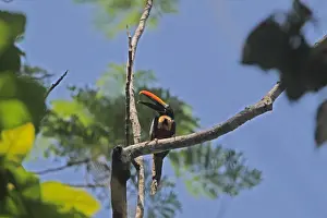 Costa Rican Prints: Fiery-billed Aracari (Pteroglossus frantzii) adult
