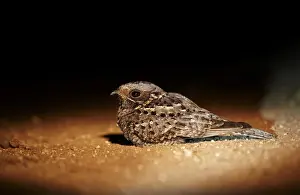 Nocturnal Prints: Fiery-necked Nightjar (Caprimulgus pectoralis) adult