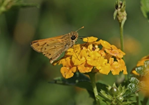 West Indian Prints: Fiery Skipper (Hylephila phyleus phyleus) adult