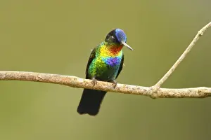 Colourful Prints: Fiery-throated Hummingbird (Panterpe insignis) adult male