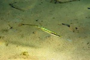 Fifteen-spined Stickleback (Spinachia spinachia) adult, swimming over sandy seabed, Studland Bay, Isle of Purbeck