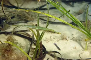 Fifteen-spined Stickleback (Spinachia spinachia) adult, swimming amongst eelgrass, Studland Bay, Isle of Purbeck