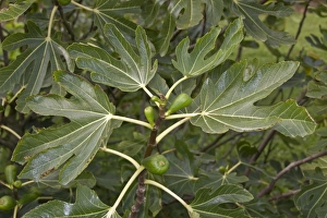 Ficus Prints: fig, fruit and leaf