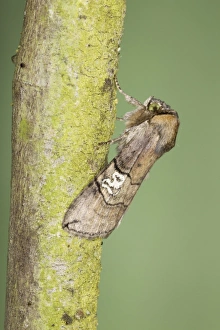 Figure of Eighty (Tethea ocularis) adult, resting on twig, Essex, England, july