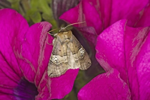 Figure of Eighty (Tethea ocularis) adult, resting on flower, Essex, England, july