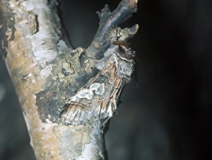 Aanimal Prints: Figure of Eight Moth (Diloba caeruleocephala) On branch