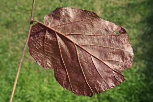 Varieties Prints: Filbert (Corylus maxima) Purpurea