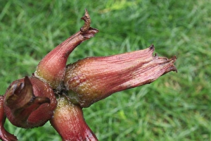 Filbert (Corylus maxima) Purpurea, close-up of fruit, nut enclosed with tubular involucre, in garden, Suffolk, England
